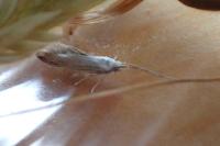 Coleophora kuehnella