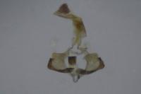 Coleophora kuehnella