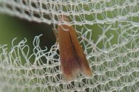 Tischeria ekebladella