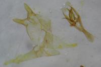 Tischeria ekebladella