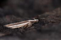 Dichomeris marginella