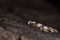 Pseudotelphusa tessella