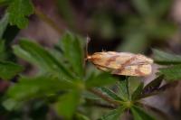 Clepsis pallidana