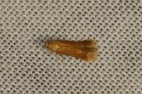 Tischeria