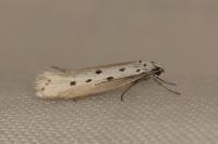 Ethmia terminella