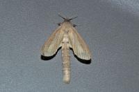 Phragmataecia castaneae