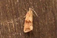 Celypha striana