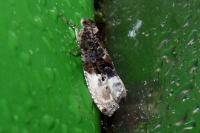 Hedya nubiferana
