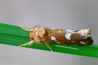 Phymatopus hecta