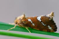 Phymatopus hecta