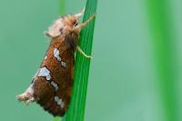 Phymatopus hecta