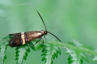 Nemophora degeerella