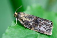 Ptycholoma lecheana