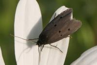 Ethmia chrysopyga