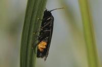 Ethmia chrysopyga