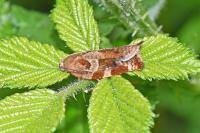 Archips xylosteana