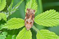 Archips xylosteana