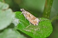 Zeiraphera isertana