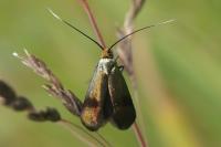 Nemophora fasciella