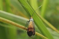 Nemophora fasciella