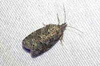 Cnephasia asseclana