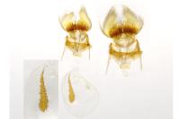 Cnephasia asseclana