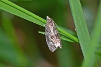 Celypha lacunana