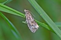 Celypha lacunana
