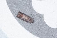Cydia pomonella