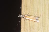 Pleurota aristella