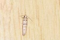 Pseudococcyx tessulatana