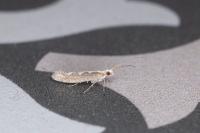 Plutella xylostella