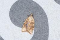 Aleimma loeflingiana
