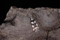 Pseudotelphusa tessella