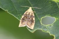 Aleimma loeflingiana