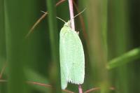 Tortrix viridana