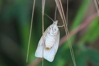 Tortrix viridana