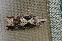 Zeiraphera isertana