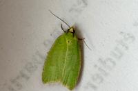 Tortrix viridana