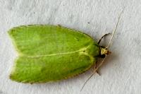 Tortrix viridana