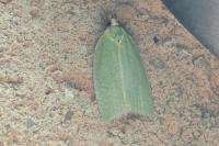 Tortrix viridana