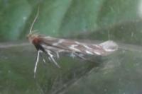 Pyroderces argyrogrammos