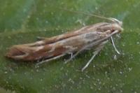 Pyroderces argyrogrammos