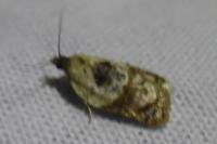 Acleris variegana