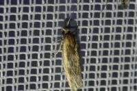 Eucosma