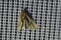 Eucosma
