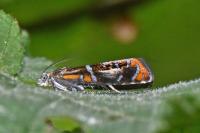 Olethreutes arcuella