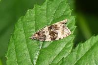 Orthotaenia undulana