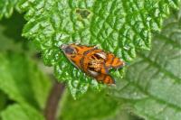 Olethreutes arcuella