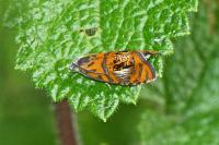 Olethreutes arcuella